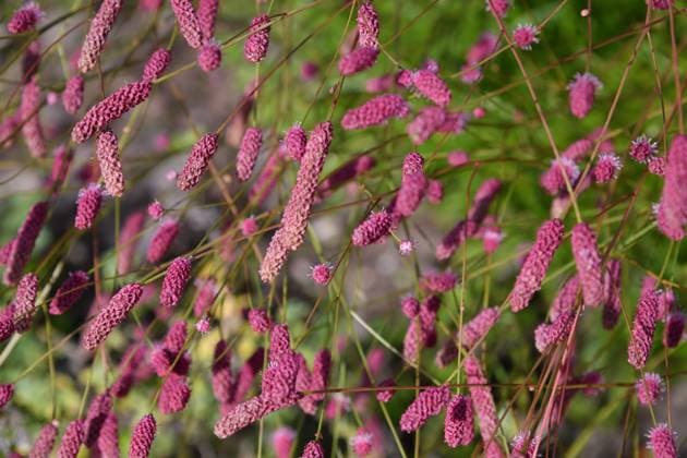 Sanguisorba officinalis, Sorte Pink Tanna - krautige Pflanze, die in der Volksmedizin als blutstillendes Mittel und zur Landschaftsgestaltung verwendet wird. Sanguisorba officinalis, Pink Tanna variety - A herbaceous plant used in folk medicine as a hemostatic and for landscaping. (License=RF) Copyright: xZoonar.com OlgaxVolodinax 24185334