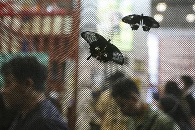 Indonesia International Pet Expo 2025 TANGERANG, INDONESIA - NOVEMBER 2 : Butterflies are displayed during the Indonesia International Pet Expo (IIPE) 2025 in Tangerang, Banten Province, Indonesia, on November 2, 2025. Featuring more than 300 exhibitors from Indonesia and abroad, the Indonesia International Pet Expo (IIPE) is one of the country’s leading platforms for pet products and services, attracting pet owners, animal communities, and industry professionals. Agoes Rudianto Anadolu Tangerang Indonesia. Editorial use only. Please get in touch for any other usage.  Copyright: x2025xAnadoluxAgoesxRudiantox