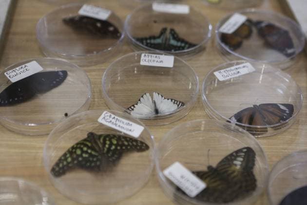 Indonesia International Pet Expo 2025 TANGERANG, INDONESIA - NOVEMBER 2 : Various species of butterflies on display during the Indonesia International Pet Expo (IIPE) 2025 in Tangerang, Banten Province, Indonesia, on November 2, 2025. Featuring more than 300 exhibitors from Indonesia and abroad, the Indonesia International Pet Expo (IIPE) is one of the country’s leading platforms for pet products and services, attracting pet owners, animal communities, and industry professionals. Agoes Rudianto Anadolu Tangerang Indonesia. Editorial use only. Please get in touch for any other usage.  Copyright: x2025xAnadoluxAgoesxRudiantox