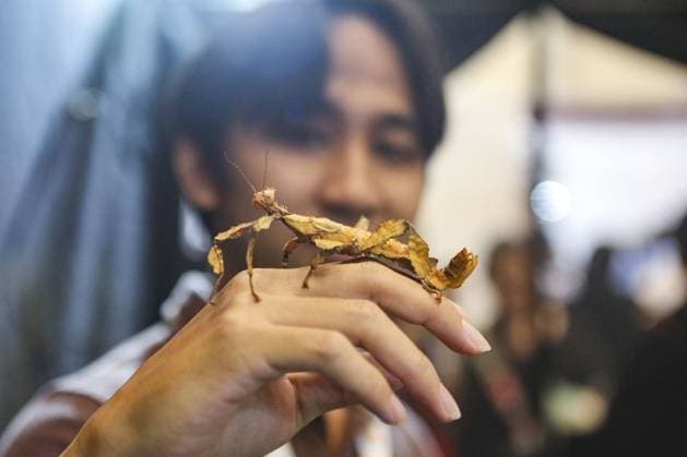 Indonesia International Pet Expo 2025 TANGERANG, INDONESIA - NOVEMBER 2: A Leaf Insect is displayed during the Indonesia International Pet Expo (IIPE) 2025 in Tangerang, Banten Province, Indonesia, on November 2, 2025. Featuring more than 300 exhibitors from Indonesia and abroad, the Indonesia International Pet Expo (IIPE) is one of the country’s leading platforms for pet products and services, attracting pet owners, animal communities, and industry professionals. Agoes Rudianto Anadolu Tangerang Indonesia. Editorial use only. Please get in touch for any other usage.  Copyright: x2025xAnadoluxAgoesxRudiantox