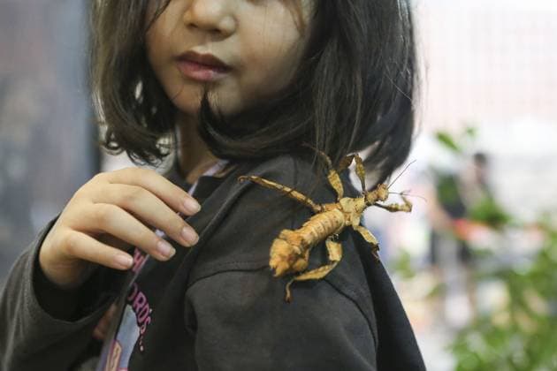 Indonesia International Pet Expo 2025 TANGERANG, INDONESIA - NOVEMBER 2 : A Leaf Insect is displayed during the Indonesia International Pet Expo (IIPE) 2025 in Tangerang, Banten Province, Indonesia, on November 2, 2025. Featuring more than 300 exhibitors from Indonesia and abroad, the Indonesia International Pet Expo (IIPE) is one of the country’s leading platforms for pet products and services, attracting pet owners, animal communities, and industry professionals. Agoes Rudianto Anadolu Tangerang Indonesia. Editorial use only. Please get in touch for any other usage.  Copyright: x2025xAnadoluxAgoesxRudiantox