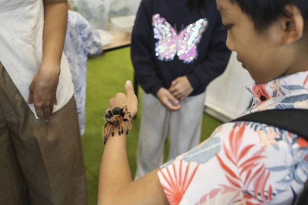 Indonesia International Pet Expo 2025 TANGERANG, INDONESIA - NOVEMBER 2 : A Redknee Tarantula is displayed during the Indonesia International Pet Expo (IIPE) 2025 in Tangerang, Banten Province, Indonesia, on November 2, 2025. Featuring more than 300 exhibitors from Indonesia and abroad, the Indonesia International Pet Expo (IIPE) is one of the country’s leading platforms for pet products and services, attracting pet owners, animal communities, and industry professionals. Agoes Rudianto Anadolu Tangerang Indonesia. Editorial use only. Please get in touch for any other usage.  Copyright: x2025xAnadoluxAgoesxRudiantox