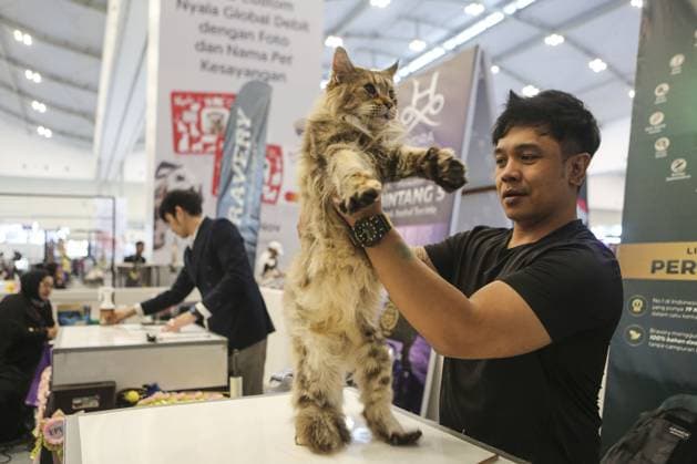Indonesia International Pet Expo 2025 TANGERANG, INDONESIA - NOVEMBER 2 : Visitor bring a cat during the Indonesia International Pet Expo (IIPE) 2025 in Tangerang, Banten Province, Indonesia, on November 2, 2025. Featuring more than 300 exhibitors from Indonesia and abroad, the Indonesia International Pet Expo (IIPE) is one of the country’s leading platforms for pet products and services, attracting pet owners, animal communities, and industry professionals. Agoes Rudianto Anadolu Tangerang Indonesia. Editorial use only. Please get in touch for any other usage.  Copyright: x2025xAnadoluxAgoesxRudiantox