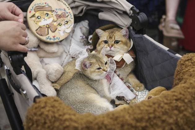 Indonesia International Pet Expo 2025 TANGERANG, INDONESIA - NOVEMBER 2 : Visitor bring a cat during the Indonesia International Pet Expo (IIPE) 2025 in Tangerang, Banten Province, Indonesia, on November 2, 2025. Featuring more than 300 exhibitors from Indonesia and abroad, the Indonesia International Pet Expo (IIPE) is one of the country’s leading platforms for pet products and services, attracting pet owners, animal communities, and industry professionals. Agoes Rudianto Anadolu Tangerang Indonesia. Editorial use only. Please get in touch for any other usage.  Copyright: x2025xAnadoluxAgoesxRudiantox