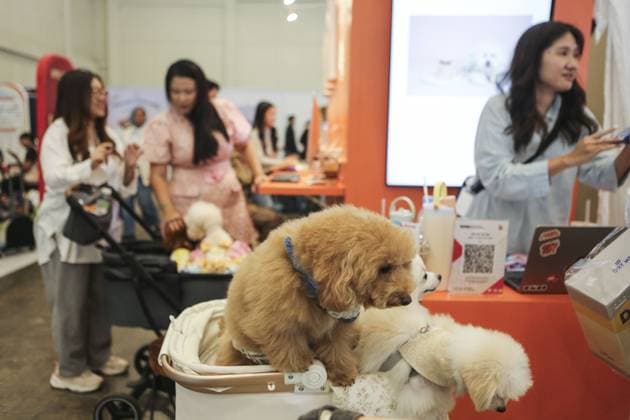 Indonesia International Pet Expo 2025 TANGERANG, INDONESIA - NOVEMBER 2 : Visitor bring a dog during the Indonesia International Pet Expo (IIPE) 2025 in Tangerang, Banten Province, Indonesia, on November 2, 2025. Featuring more than 300 exhibitors from Indonesia and abroad, the Indonesia International Pet Expo (IIPE) is one of the country’s leading platforms for pet products and services, attracting pet owners, animal communities, and industry professionals. Agoes Rudianto Anadolu Tangerang Indonesia. Editorial use only. Please get in touch for any other usage.  Copyright: x2025xAnadoluxAgoesxRudiantox