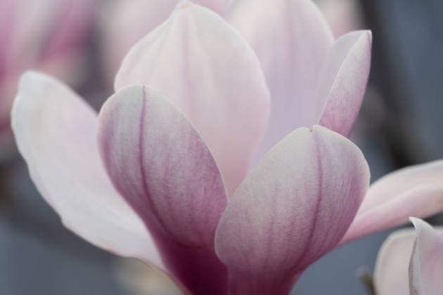 Magnolia Sulanjana flowers with petals in the spring season. beautiful pink magnolia flowers in spring, selective focusing. Magnolia Sulanjana flowers with petals in the spring season. the beautiful pink magnolia flowers in spring, selective focusing., 61301526.jpg RECORD DATE NOT STATED