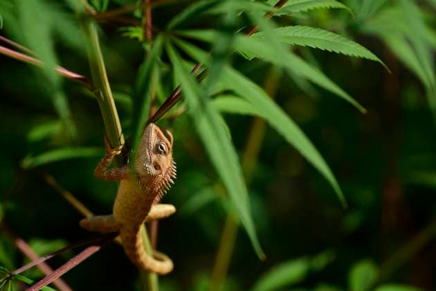 Daily Life In Nepal A lizard rests on a flowering branch in Kirtipur, Kathmandu, Nepal, on Tuesday, November 3, 2025. Kathmandu NP Nepal  Copyright: xNarayanxMaharjanx originalFilename: maharjan-dailylif251103_npHeI.jpg
