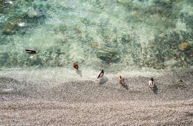 Meersburg Enten am Ufer des Bodensees bei Meersburg Mehrere Enten ruhen und schwimmen im klaren Wasser des Bodensees am Ufer von Meersburg. Das Sonnenlicht lässt die Wasseroberfläche glitzern und hebt die Steine am Grund des Sees sichtbar hervor. Ein stilles Naturmotiv mit harmonischer Farbgebung zwischen Türkis, Grau und Braun. Editorial use only. Fotograf: Eibner-Pressefoto Eky Eibner *** Meersburg Ducks on the shore of Lake Constance near Meersburg Several ducks rest and swim in the clear waters of Lake Constance on the shore of Meersburg The sunlight makes the water surface glisten and visibly highlights the stones at the bottom of the lake A quiet nature motif with harmonious colors between turquoise, gray and brown Editorial use Copyright: xEibner-Pressefotox EP_EER