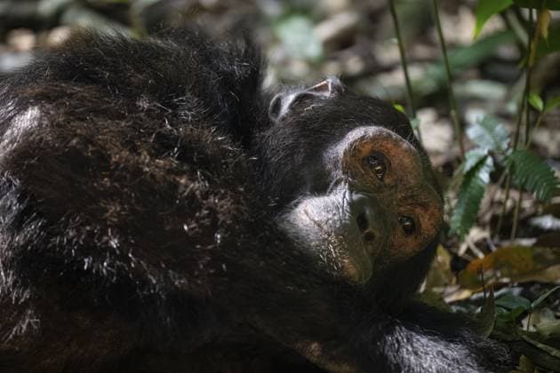 Tierportrait, Schimpanse (Pan Troglodytes), Adultes Männchen im Dschungel, Kibale Nationalpark, Uganda Animal portrait, chimpanzee (Pan Troglodytes), adult male in jungle, Kibale National Park, Uganda Copyright: imageBROKER MoritzxWolf ibxmmw15542592.jpg