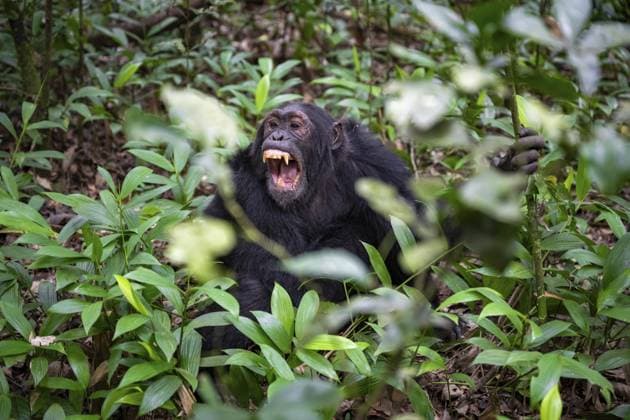 Schimpanse (Pan Troglodytes) zeigt Zähne, Aggression, Männchen am Boden, Dschungel im Kibale Nationalpark, Uganda Chimpanzee (Pan Troglodytes) showing teeth, aggression, males on the ground, jungle in Kibale National Park, Uganda Copyright: imageBROKER MoritzxWolf ibxmmw15553168.jpg