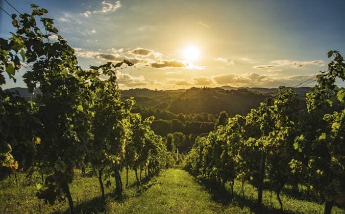 Ein sonnenbeschienener Weinberg, durch den ein Pfad bei Sonnenuntergang führt, Gamlitz, Österreich A sunlit vineyard with a path leading through it at sunset, Gamlitz, Austria Copyright: imageBROKER PrzemyslawxIciak ibxprz13823395.jpg