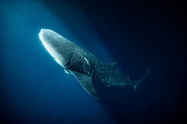 Whale shark hunting for plankton in the night Fuvahmulah, Gnaviyani Atoll, Maldives CR_THHE251104J-1854421-01