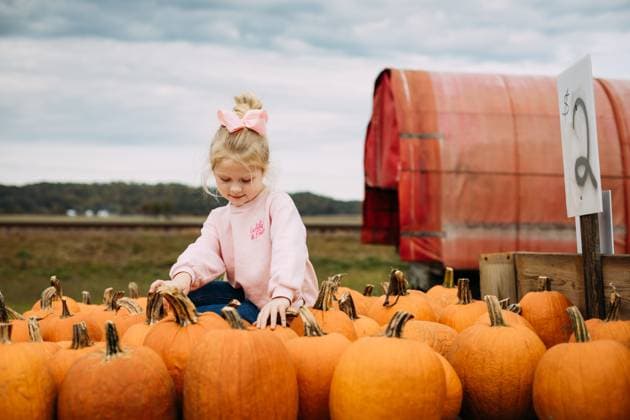 Young child surrounded in pumpkins at rural farm stand Wolf Lake, Illinois, United States CR_WEKW251103-1875590-01 ,model released, Symbolfoto