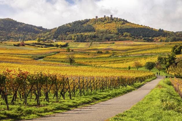Weinberge entlang der Route des Vins mit Herbstfarben, Eguisheim, Elsass, Frankreich Vineyards along the Route des vins with autumn colors, Eguisheim, Alsace, France Copyright: imageBROKER christophexvandercam ibxchv15524839.jpg