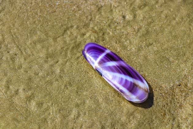 Wunderschöne lila Muschel auf Strandsand am Noppharat Thara Beach in Ao Nang Amphoe Müang Krabi Thailand in Südostasien Beautiful purple shell on beach sand on Noppharat Thara Beach in Ao Nang Amphoe Mueang Krabi Thailand in Southeast Asia Copyright: imageBROKER ArkadijxSchell ibliqx15492973.jpg