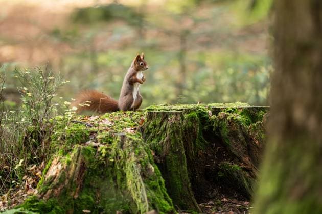Ein Eichhörnchen sitzt im Doniswald bei Königsfeld im Schwarzwald auf einem Baumstumpf. Königsfeld im Schwarzwald Baden-Württemberg Deutschland *** A squirrel sits on a tree stump in the Doniswald near Königsfeld in the Black Forest Königsfeld in the Black Forest Baden Württemberg Germany