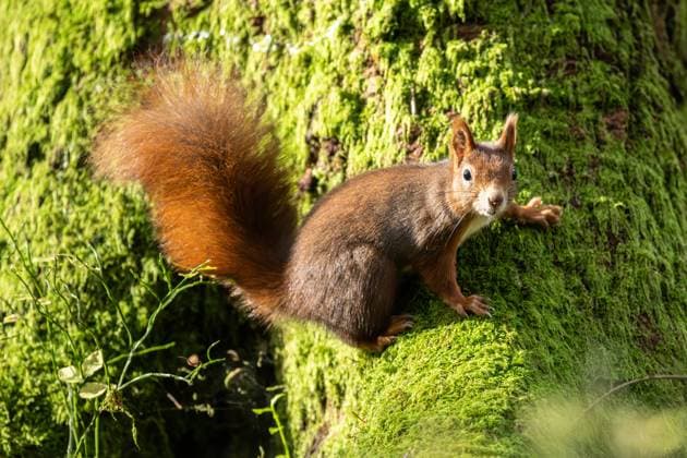 Ein Eichhörnchen hält sich im Doniswald bei Königsfeld im Schwarzwald an einem Baum fest. Königsfeld im Schwarzwald Baden-Württemberg Deutschland *** A squirrel holds on to a tree in the Doniswald near Königsfeld in the Black Forest Königsfeld in the Black Forest Baden Württemberg Germany