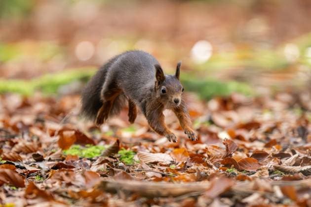 Ein Eichhörnchen springt durch den Doniswald bei Königsfeld im Schwarzwald. Königsfeld im Schwarzwald Baden-Württemberg Deutschland