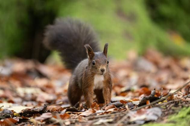 Ein Eichhörnchen geht durch den Doniswald bei Königsfeld im Schwarzwald. Königsfeld im Schwarzwald Baden-Württemberg Deutschland