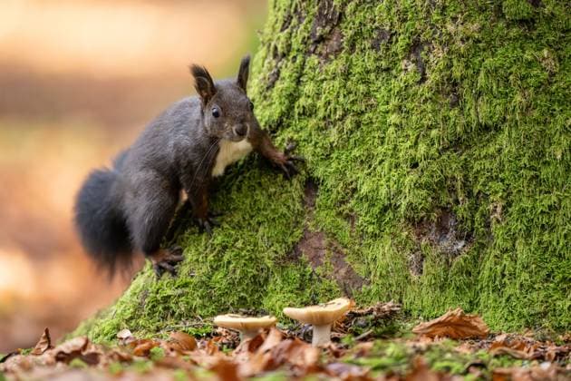 Ein schwarzes Eichhörnchen geht durch den Doniswald bei Königsfeld im Schwarzwald. Königsfeld im Schwarzwald Baden-Württemberg Deutschland