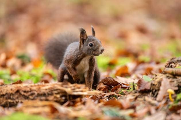 Ein Eichhörnchen geht durch den Doniswald bei Königsfeld im Schwarzwald. Königsfeld im Schwarzwald Baden-Württemberg Deutschland