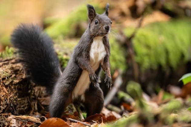 Ein schwarzes Eichhörnchen geht durch den Doniswald bei Königsfeld im Schwarzwald. Königsfeld im Schwarzwald Baden-Württemberg Deutschland
