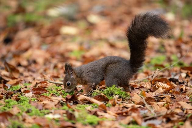 Ein Eichhörnchen sucht im Doniswald bei Königsfeld im Schwarzwald nach Futter. Königsfeld im Schwarzwald Baden-Württemberg Deutschland