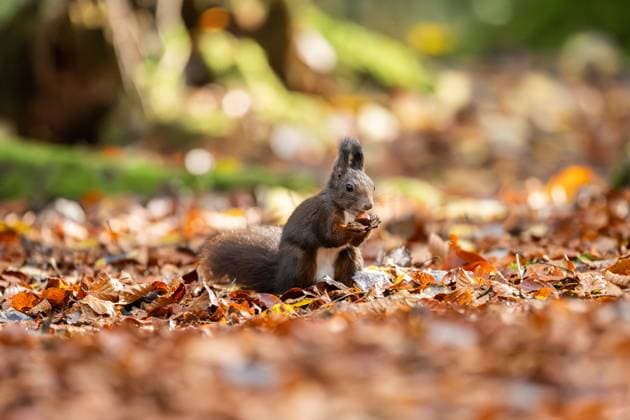 Ein Eichhörnchen nagt im Doniswald bei Königsfeld im Schwarzwald an einer Haselnuss. Königsfeld im Schwarzwald Baden-Württemberg Deutschland