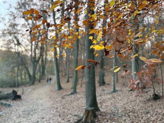 Herbst in Berlin 2025 Berlin, Deutschland - 5. November 2025: Die Krumme Lanke, einem See in Berlin-Zehlendorf, an einem Herbsttag bei Sonnenuntergang im November. Berlin
