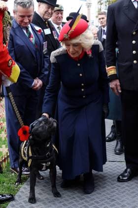 Queen Camilla Attends The 97th Field Of Remembrance Queen Camilla speaks with attendees on a visit to the 97th Field Of Remembrance at Westminster Abbey on November 06, 2025 in London, England. The Field of Remembrance has been held every November since 1928 when The Poppy Factory, of which Queen Camilla is Patron, brought a group of disabled veterans, a tray of poppies and a collecting tin to the grounds of St Margaret s Church at Westminster Abbey., Credit:Avalon.red Avalon United Kingdom, England, London, Westminster Abbey  Copyright: xAvalon.redx xAvalonx 1050723031