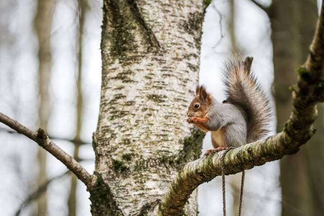Russia. Moscow. A squirrel in the Troparevsky Forest Park RomanxNaumov