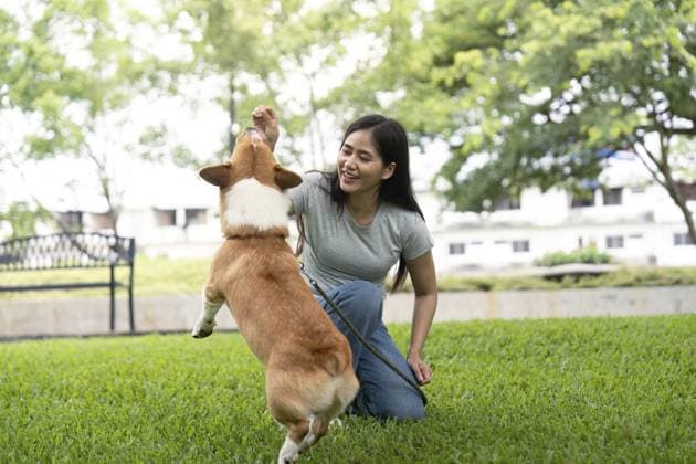 Eine junge Frau erfreut sich an der verspielten Natur ihres Corgis, als sie ihn ermutigt, in einem grünen Park auf ein Leckerli zu springen A young woman delights in her corgi s playful nature as she encourages it to jump for a treat in a green park Copyright: imageBROKER NATEExMEEPIAN ibxiqx15518441.jpg ,model released, Symbolfoto ,property released