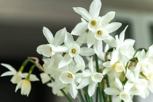 White daffodils blooming in a garden setting A close-up view of delicate white daffodils in full bloom, showcasing their intricate petals and vibrant centers. These flowers enhance the garden with their serene beauty Model Released Shapovalphoto_ID31987_1089210_001 Copyright: xShapovalphotox RECORD DATE NOT STATED