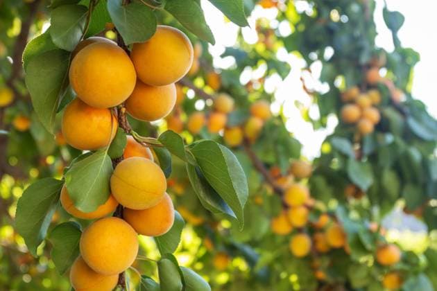 Fresh ripe apricots growing on a summer fruit tree Vibrant apricots hang from a lush tree branch, bathed in sunlight, symbolizing a bountiful summer harvest. The image embodies organic farming and healthy eating Model Released SvetlanaRadayeva_ID31964_1088326_008 Copyright: xSvetlanaxRadayevax RECORD DATE NOT STATED