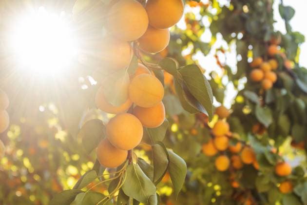 Ripe apricots in a summer garden with sunlight Sunlight shines through a garden full of ripe apricots ready for harvest. This scene captures the essence of organic food, healthy eating, and the joy of summer Model Released SvetlanaRadayeva_ID31964_1088330_011 Copyright: xSvetlanaxRadayevax RECORD DATE NOT STATED