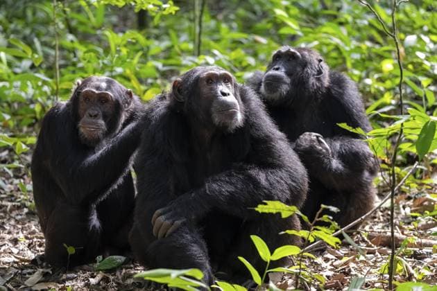 Drei Schimpansen (Pan Troglodytes), Adultes Männchen beim Entlausen, Fellpflege im Dschungel, Kibale Nationalpark, Uganda Three chimpanzees (Pan Troglodytes), adult male spawning, grooming in the jungle, Kibale National Park, Uganda Copyright: imageBROKER MoritzxWolf ibxmmw15542611.jpg