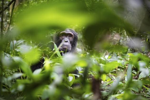 Schimpanse (Pan Troglodytes), Männchen schaut nachdenklich, am Boden, Stimmung, Grüner Dschungel im Kibale Nationalpark, Uganda Chimpanzee (Pan Troglodytes), male looking thoughtfully, on the ground, mood, green jungle in Kibale National Park, Uganda Copyright: imageBROKER MoritzxWolf ibxmmw15548959.jpg