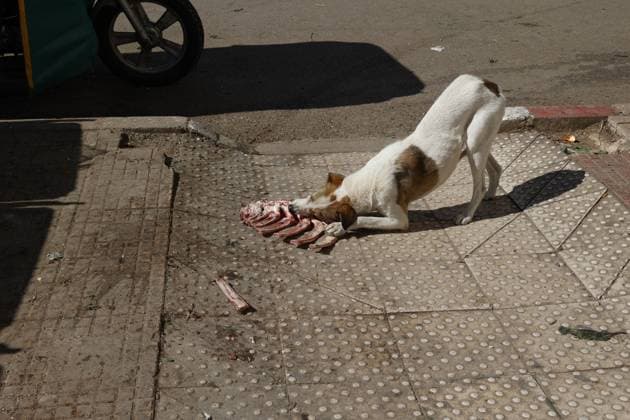 Dog eating meat bones in Azrou, Morocco. Dog eating meat bones in Azrou, Morocco 016951_055