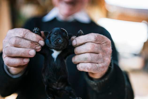 Person holding a tiny black puppy with white markings Malo Laole, Brani?evo District, Serbia CR_NEST251110-1888667-01 ,model released, Symbolfoto