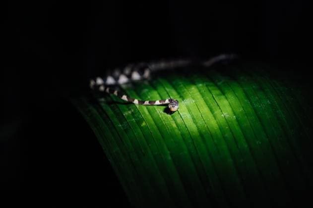 Banded cat-eyed snake on tropical leaf at night, Uvita, Costa Rica Uvita, Puntarenas Province, Costa Rica R_EPZT251110-1881786-01