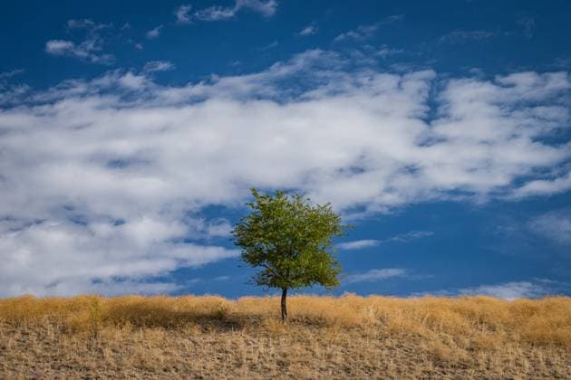 A lone tree in a barren grass landscape Seattle, Washington, United States R_RISE251110A-1895090-01