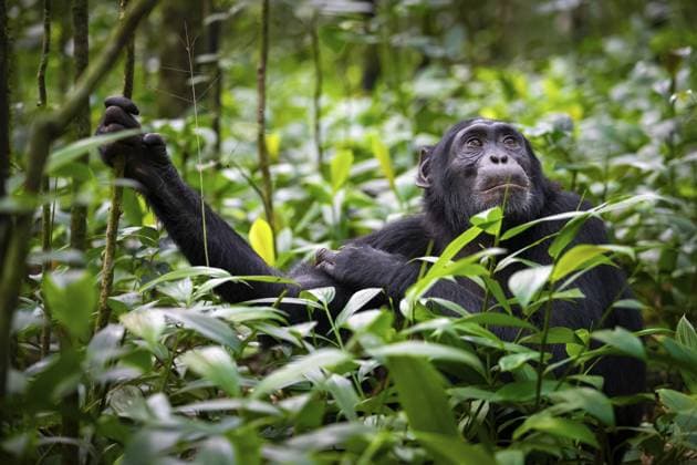 Tierportrait, Schimpanse (Pan Troglodytes) blickt sehnsüchtig, hoffnungsvoll, Adultes Männchen zwischen Blättern im Dschungel, Kibale Nationalpark, Uganda Animal portrait, chimpanzee (Pan Troglodytes) looking longingly, hopeful, adult male between leaves in the jungle, Kibale National Park, Uganda Copyright: imageBROKER MoritzxWolf ibxmmw15542661.jpg