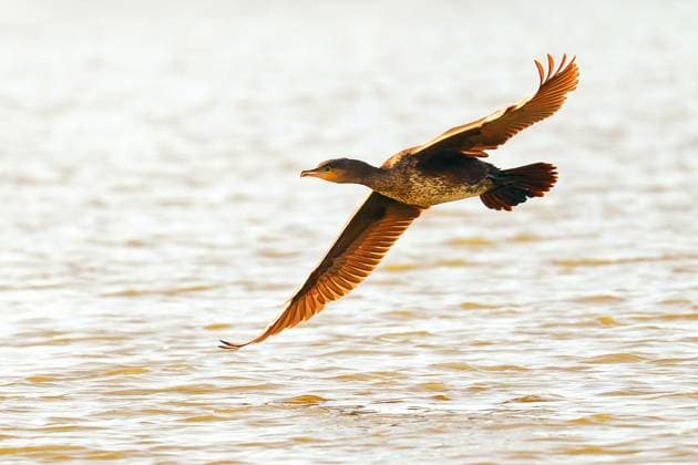 Kormoran fliegt über den Teich Kormoran fliegt über den Teich (License=RF) Copyright: xZoonar.com Heinz-JuergenxLandshoeftx 24244752