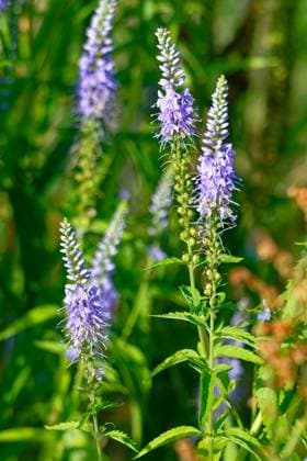 Langblättriger Ehrenpreis (Veronica longifolia) Langblättriger Ehrenpreis (Veronica longifolia) (License=RF) Copyright: xZoonar.com KARINxJAEHNEx 24240258