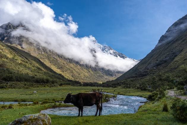 Kuh an einem Fluss mit Bergen auf dem Laguna 69-Trek, Peru A black cow grazes near a rushing river in a green valley, with towering snow-capped mountains in the background. Misty clouds partially cover the peaks along the Laguna 69 trek in Huaraz, Peru (License=RF) Copyright: xZoonar.com LaurentxDavoustx 24254562