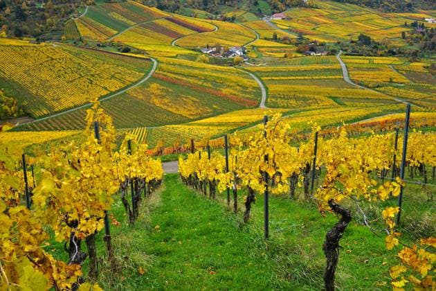 Weinberge mit Lemberger-Trauben um den Rotenberg bei Stuttgart, Baden-Württemberg, Deutschland Weinberge mit Lemberger-Trauben um den Rotenberg bei Stuttgart, Baden-Württemberg, Deutschland, Europa; Vineyards with Lemberger grapes around the Rotenberg near Stuttgart, Baden-Württemberg, Germany, Europe (License=RF) Copyright: xZoonar.com JürgenxVogtx 24257562