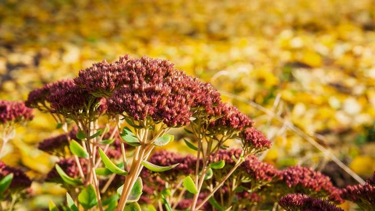 Nahaufnahme von Herbst-Sedum-Blüten mit einem unscharfen Hintergrund aus gelben Blättern The vibrant burgundy flowers of the sedum plant stand out against a backdrop of golden fall foliage (License=RF) Copyright: xZoonar.com AndriixAbryutinx 24257788