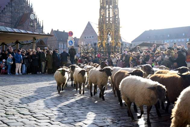 Zuschauer fotografieren den jährlichen Schafzug in der Nürnberger Innenstadt. Eine Schafherde mit etwa 600 Tieren zieht unter der Leitung von Schäfer Thomas Gackstatter durch Nürnberg zu den Winterweiden. (Themenbild, Symbolbild) Nürnberg, 16.11.2025 Bayern Deutschland *** Spectators photograph the annual sheep procession in Nuremberg city center A flock of sheep with around 600 animals moves through Nuremberg to the winter pastures under the leadership of shepherd Thomas Gackstatter Themed image, symbolic image Nuremberg, 16 11 2025 Bavaria Germany Copyright: xDwixAnoraganingrumx