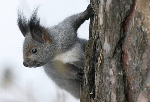 Russia Daily Life 9048157 16.11.2025 A squirrel is pictured on a tree in the Siberian taiga in Krasnoyarsk Territory, Russia. Ilya Naymushin Sputnik Krasnoyarsk region Russia  Copyright: xIlyaxNaymushinx
