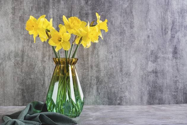 Frische Frühlingsblumen gelbe Narzissen in Vase auf grauem Tisch Fresh spring flowers yellow daffodils in vase on grey table Copyright: imageBROKER ElenaxRui ibxiqx15558553.jpg